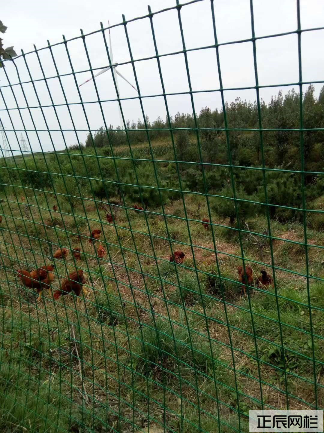 溜達雞圍欄網