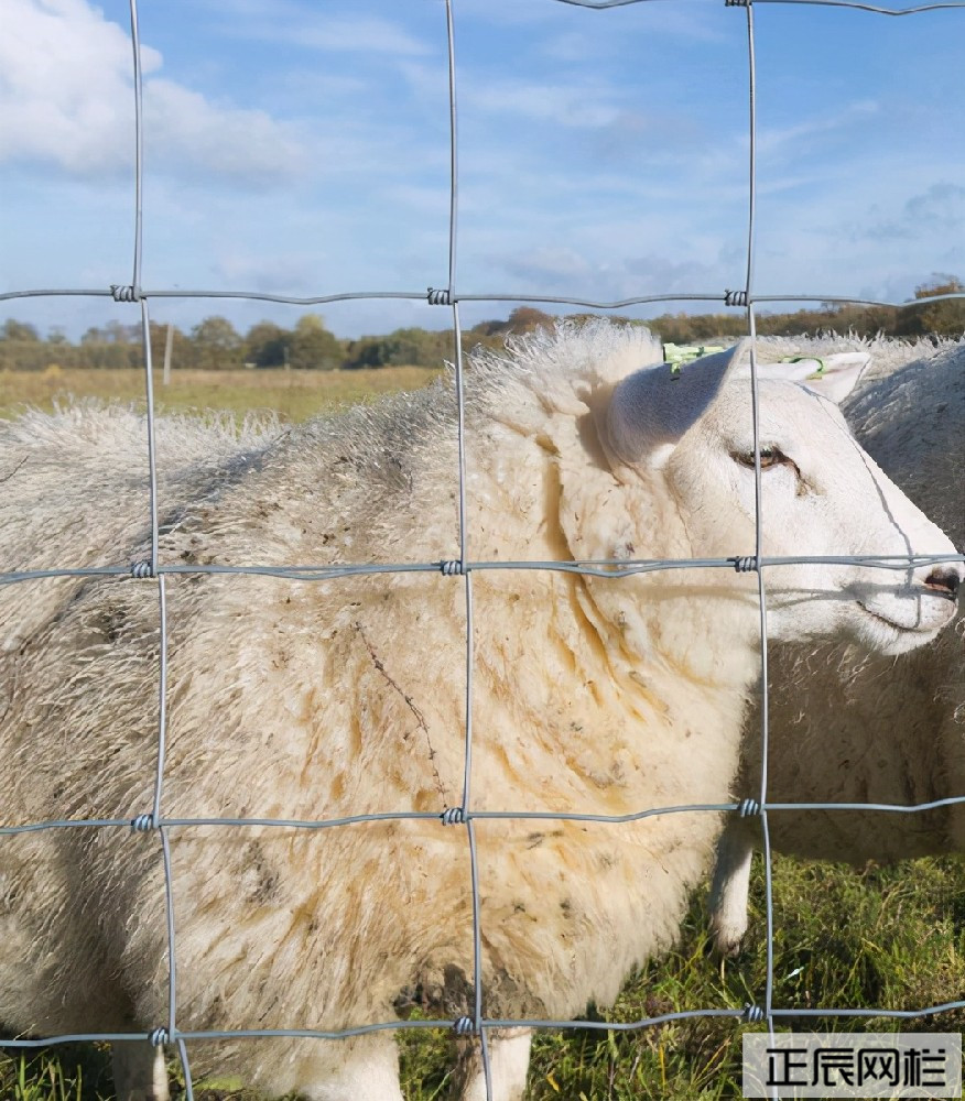 養羊圍欄網