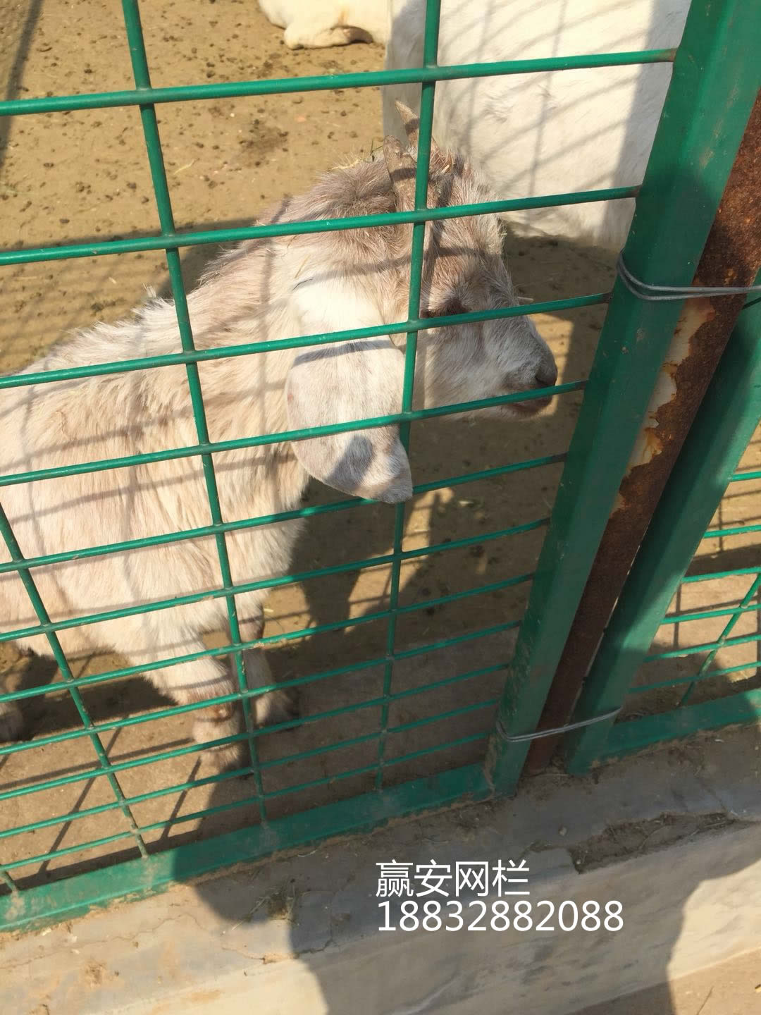 動物園護欄網