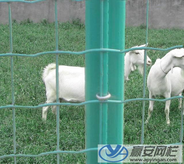 荷蘭網(wǎng)式養(yǎng)殖圍欄網(wǎng) 養(yǎng)殖圍欄網(wǎng)
