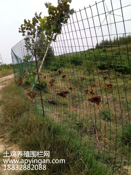 土雞養(yǎng)殖圍欄網
