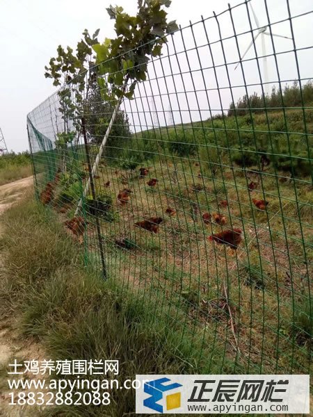 養雞鐵絲網圍欄