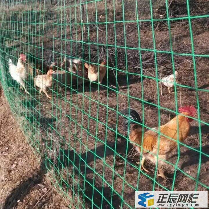 山地養(yǎng)土雞圍欄