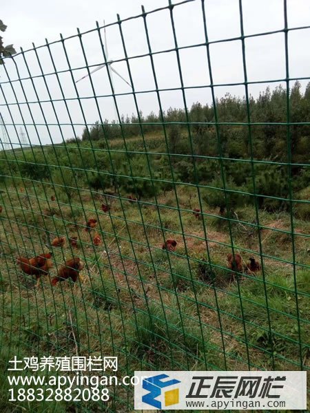 養雞鐵絲網