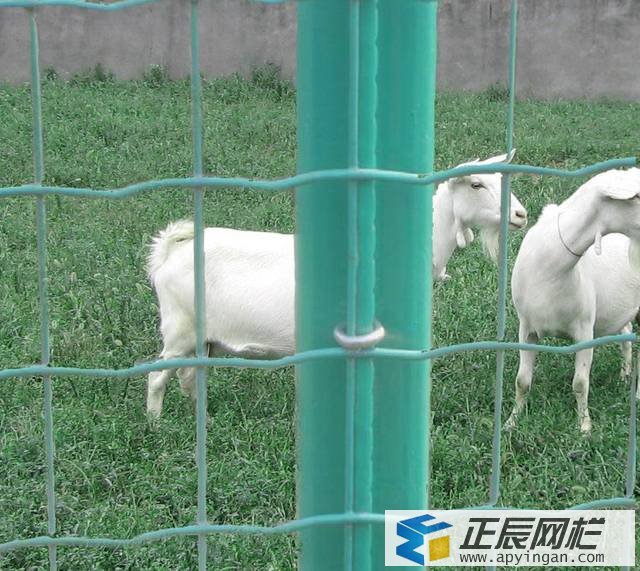 羊舍圍欄網