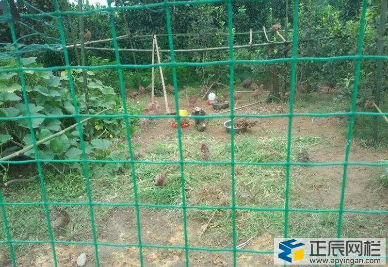 養雞用圍欄網圖片