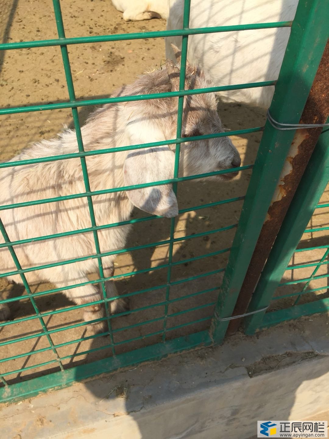 護(hù)欄網(wǎng)