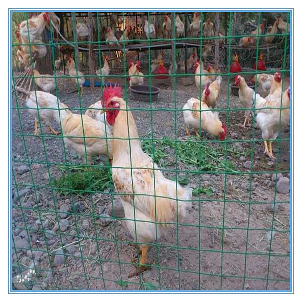 養雞圍欄網