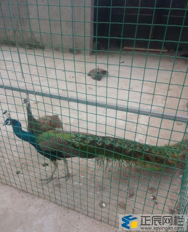 養(yǎng)殖圍欄網價格