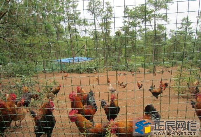 養(yǎng)殖護(hù)欄網(wǎng)